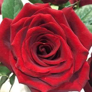 Meet your Posher, Karina